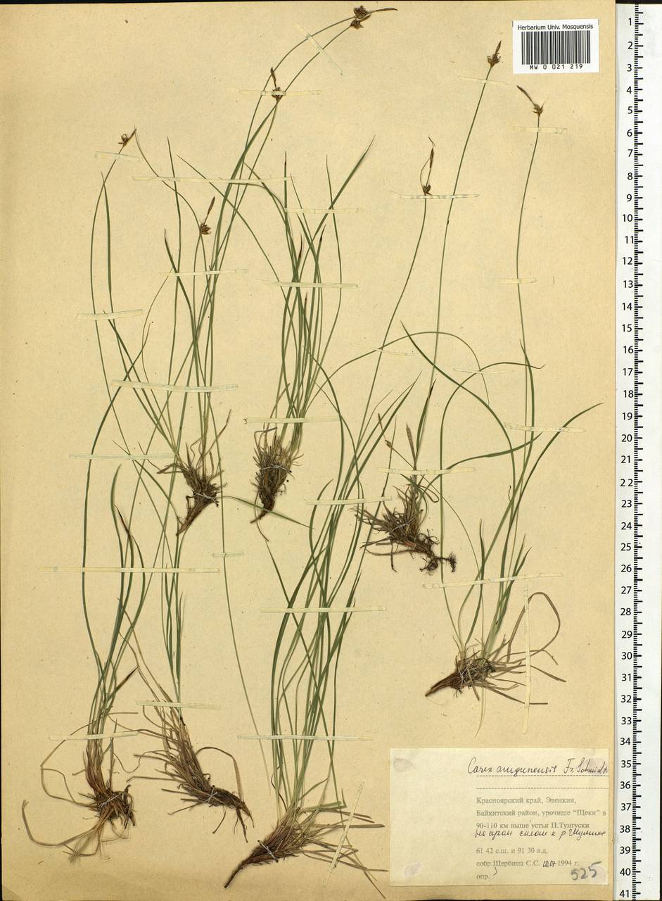 Carex amgunensis F.Schmidt, Siberia, Central Siberia (S3) (Russia)