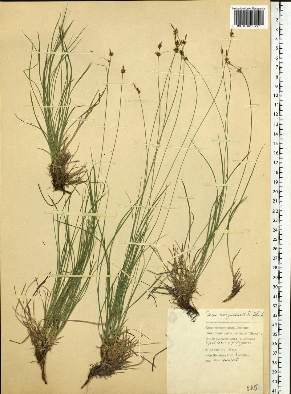 Carex amgunensis F.Schmidt, Siberia, Central Siberia (S3) (Russia)
