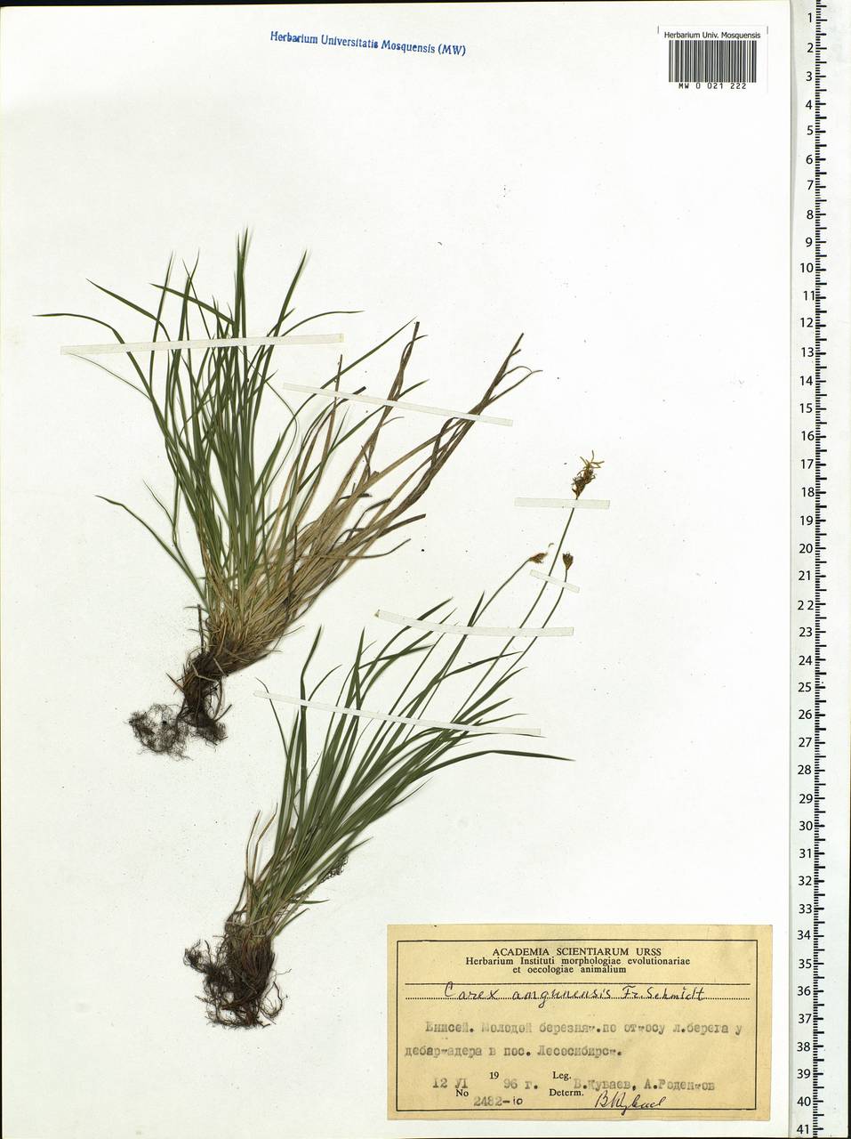 Carex amgunensis F.Schmidt, Siberia, Central Siberia (S3) (Russia)