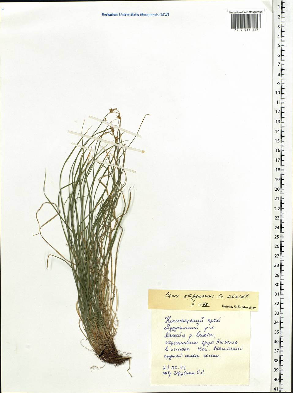 Carex amgunensis F.Schmidt, Siberia, Central Siberia (S3) (Russia)