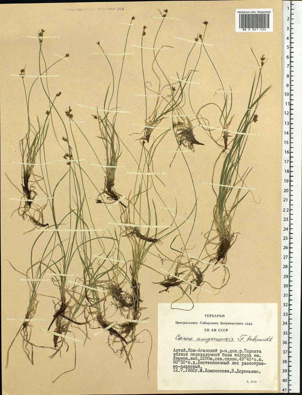 Carex amgunensis F.Schmidt, Siberia, Altai & Sayany Mountains (S2) (Russia)