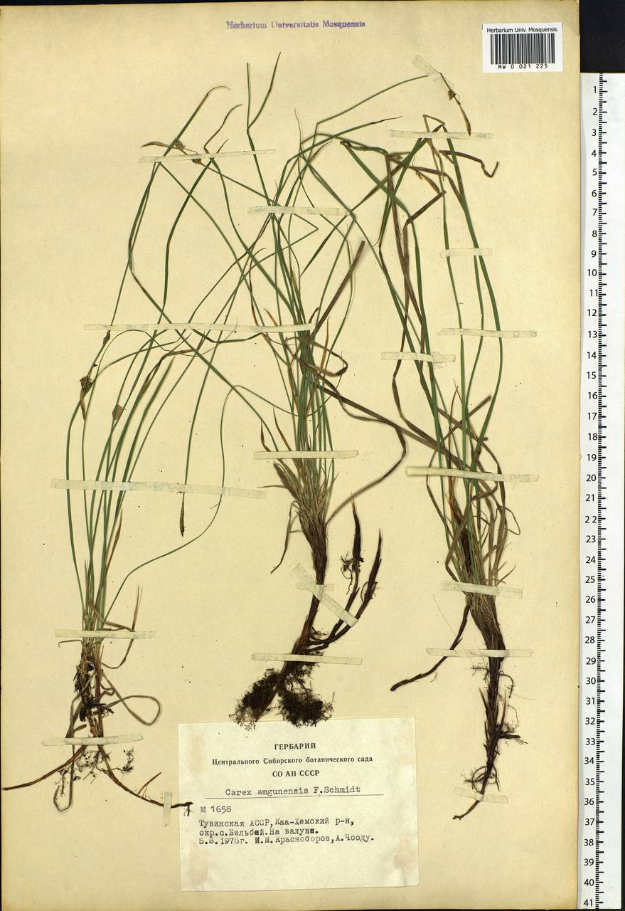 Carex amgunensis F.Schmidt, Siberia, Altai & Sayany Mountains (S2) (Russia)