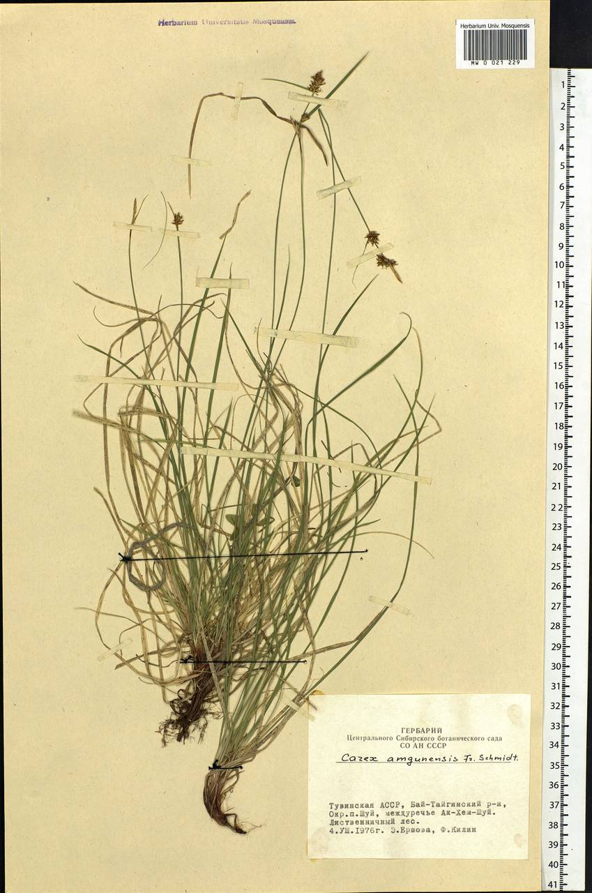 Carex amgunensis F.Schmidt, Siberia, Altai & Sayany Mountains (S2) (Russia)