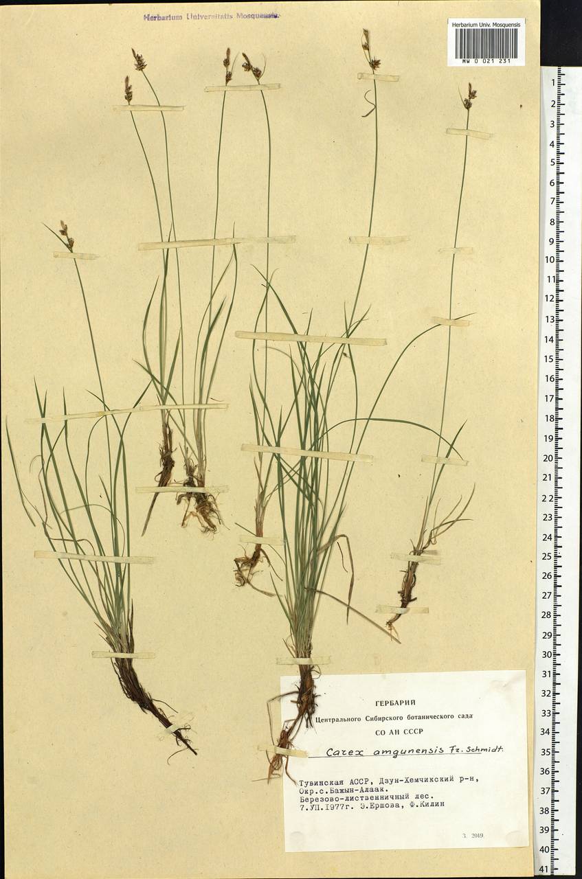 Carex amgunensis F.Schmidt, Siberia, Altai & Sayany Mountains (S2) (Russia)