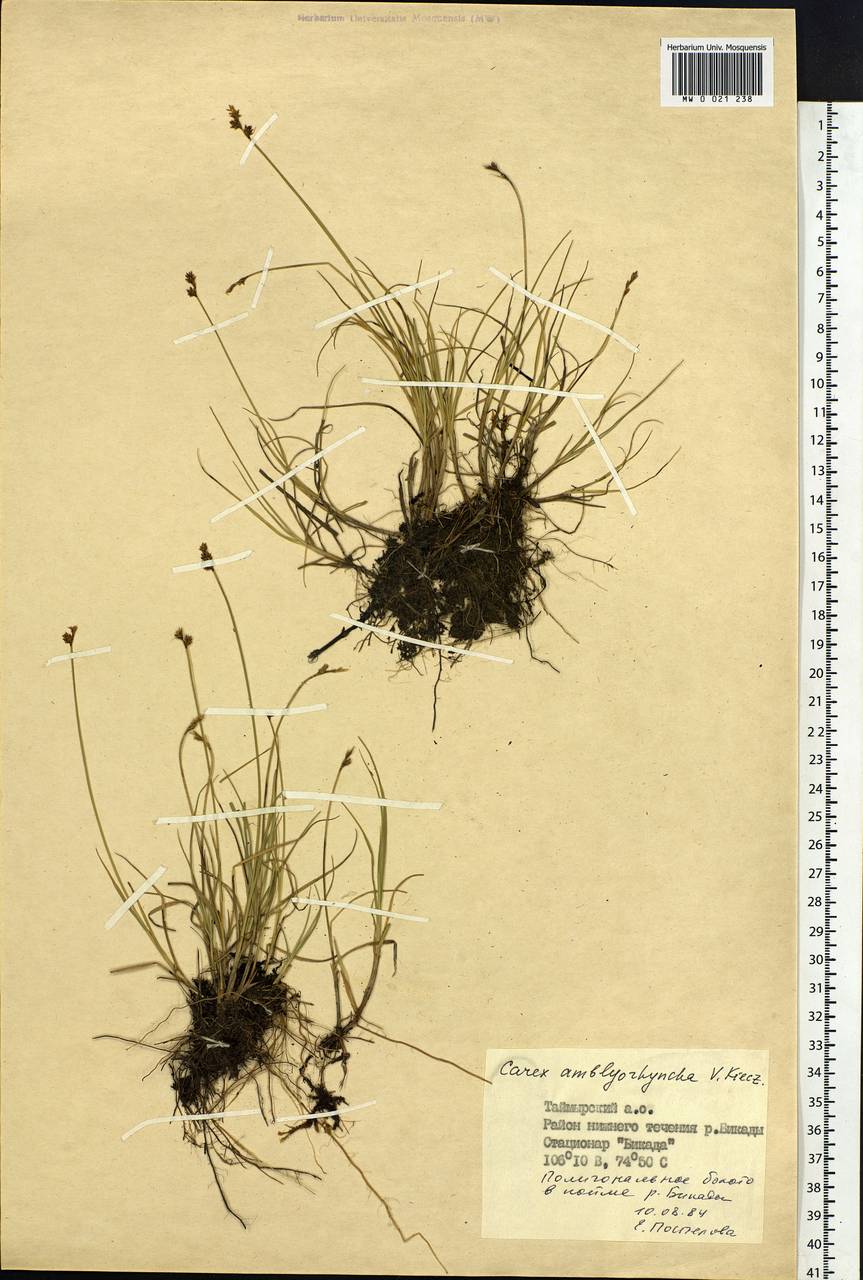 Carex marina subsp. marina, Siberia, Central Siberia (S3) (Russia)