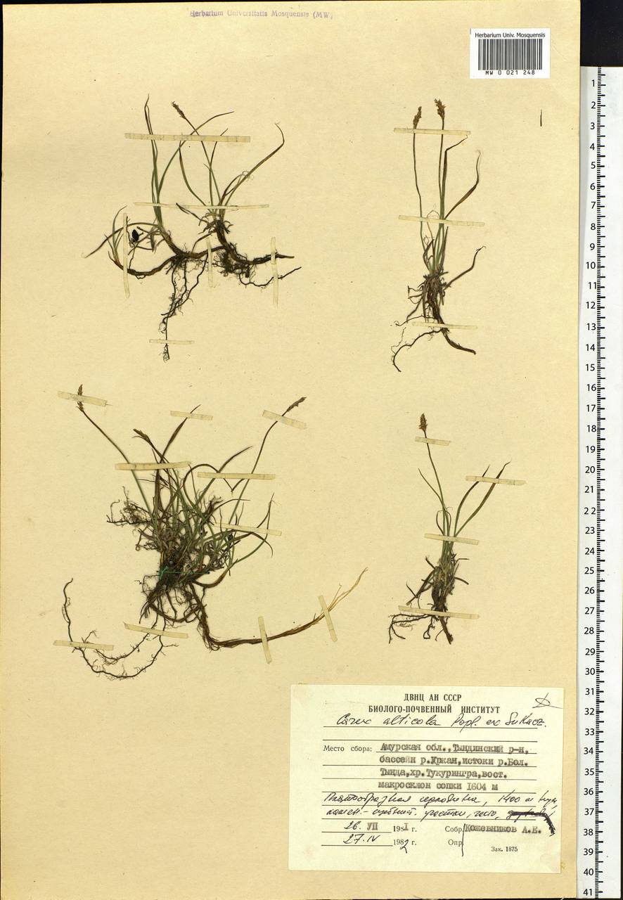 Carex argunensis Turcz. ex Trevir., Siberia, Russian Far East (S6) (Russia)