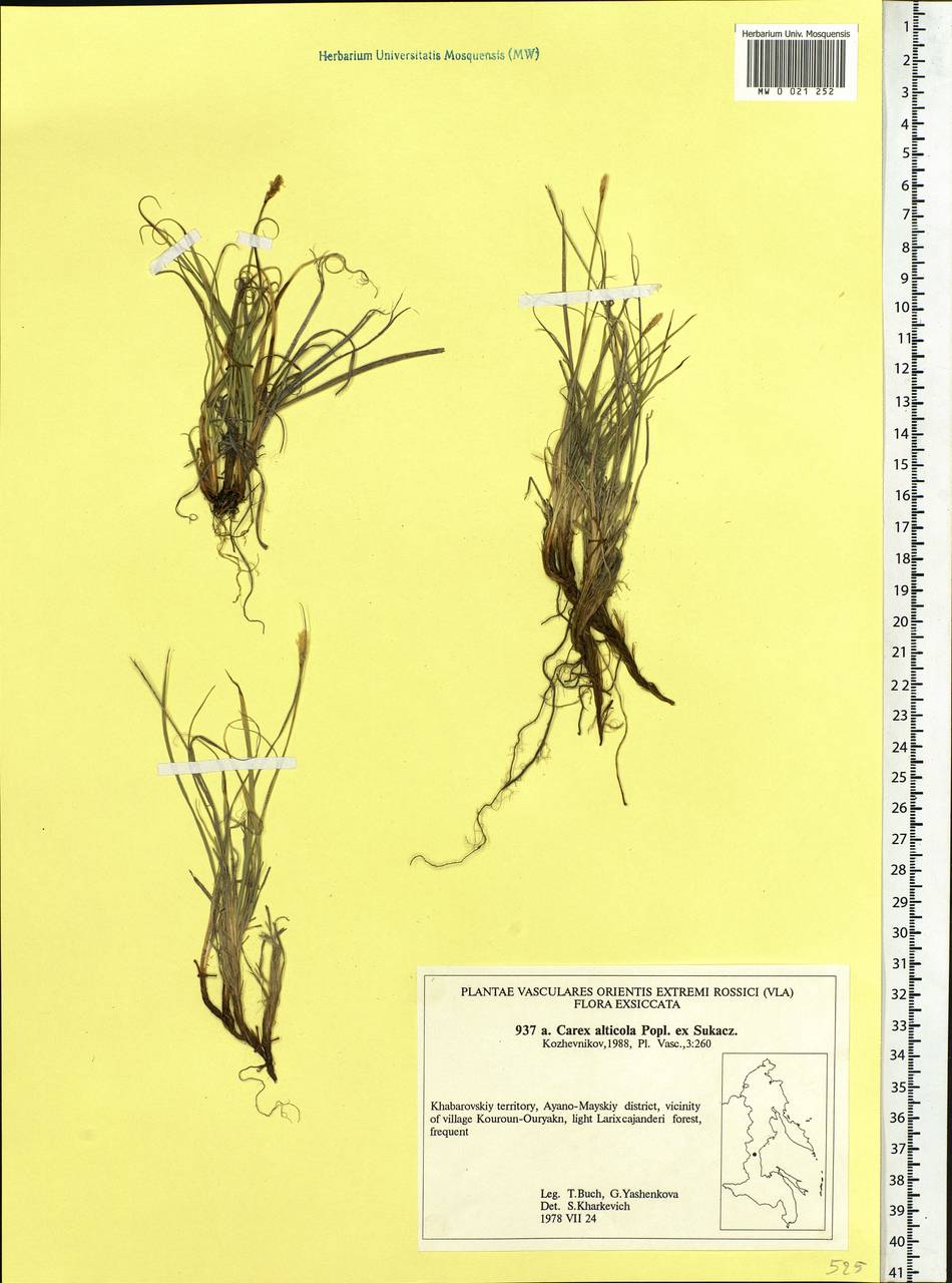 Carex argunensis Turcz. ex Trevir., Siberia, Russian Far East (S6) (Russia)