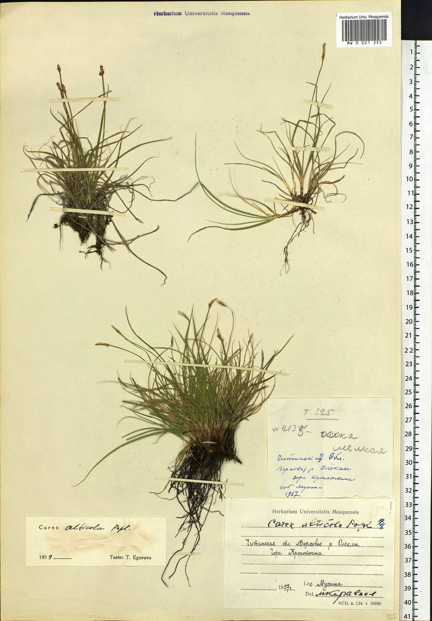 Carex argunensis Turcz. ex Trevir., Siberia, Baikal & Transbaikal region (S4) (Russia)