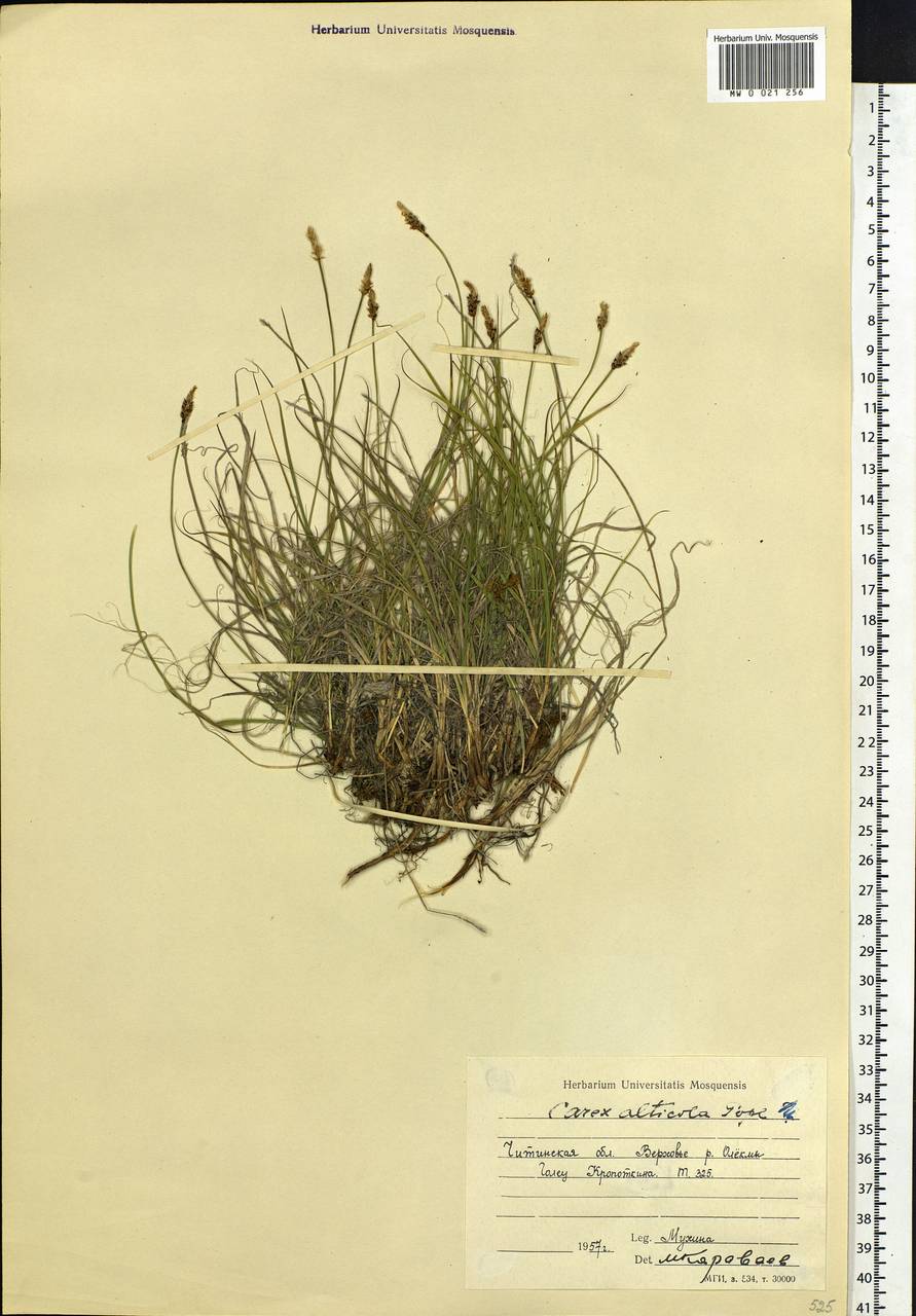 Carex argunensis Turcz. ex Trevir., Siberia, Baikal & Transbaikal region (S4) (Russia)
