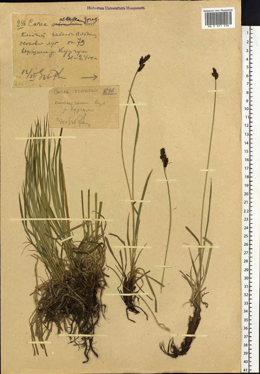 Carex altaica (Gorodkov) V.I.Krecz., Siberia, Western (Kazakhstan) Altai Mountains (S2a) (Kazakhstan)