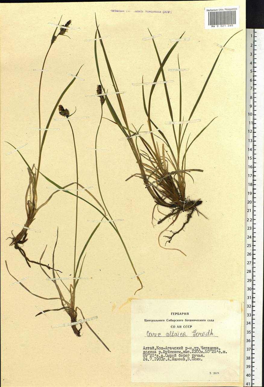 Carex altaica (Gorodkov) V.I.Krecz., Siberia, Altai & Sayany Mountains (S2) (Russia)