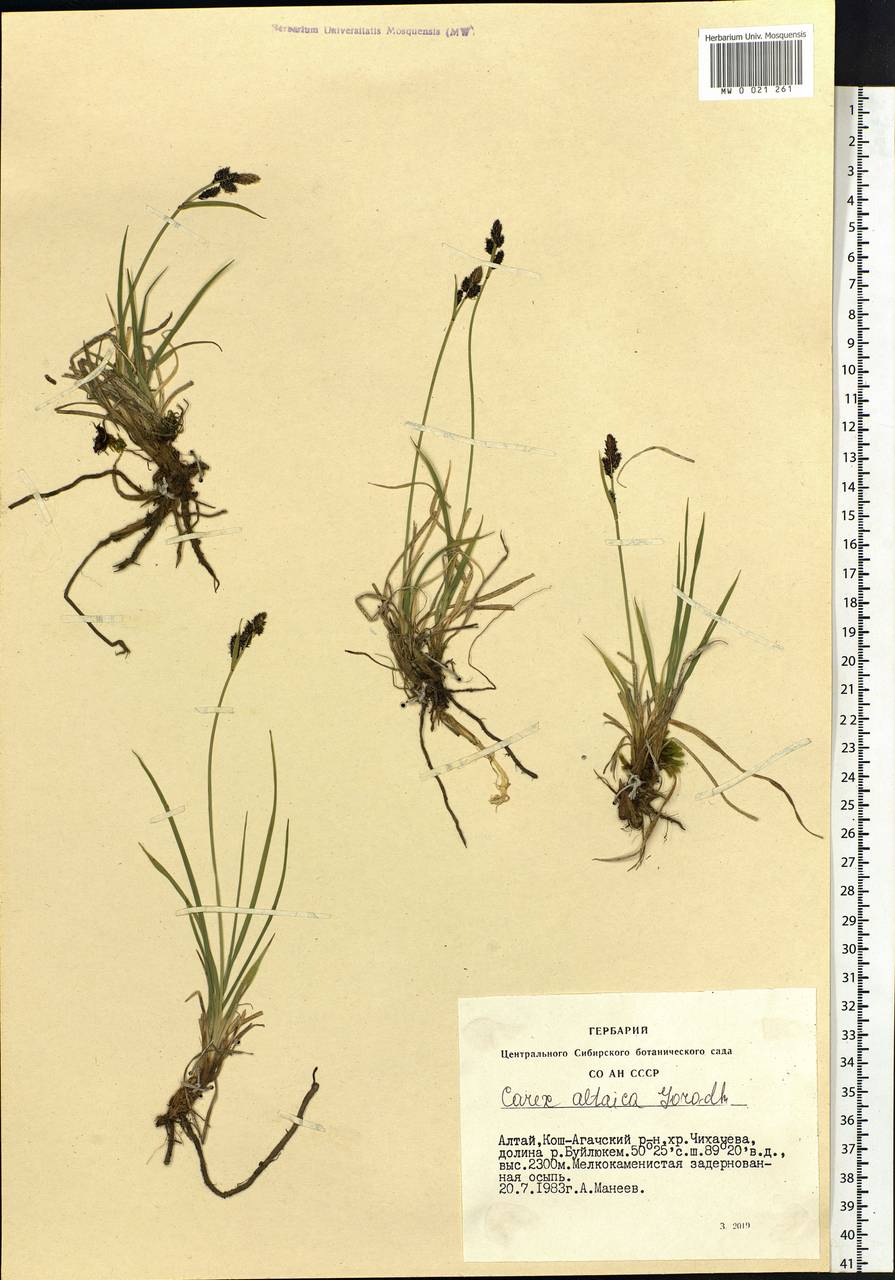 Carex altaica (Gorodkov) V.I.Krecz., Siberia, Altai & Sayany Mountains (S2) (Russia)