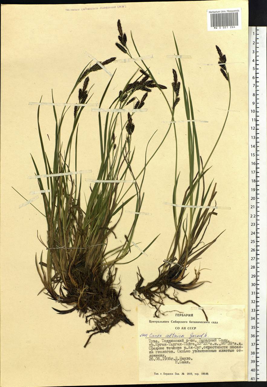 Carex altaica (Gorodkov) V.I.Krecz., Siberia, Altai & Sayany Mountains (S2) (Russia)