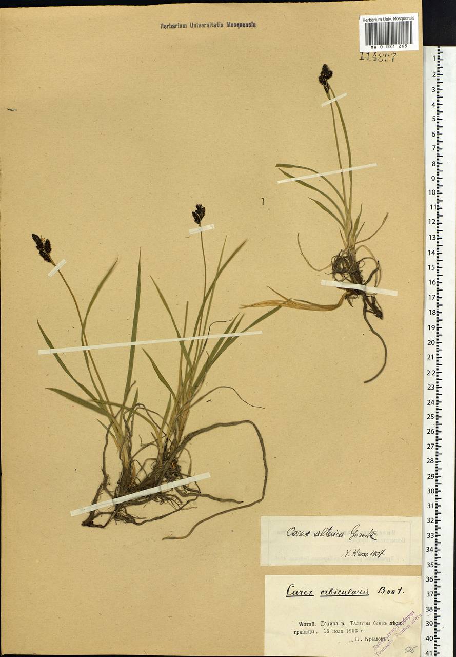 Carex altaica (Gorodkov) V.I.Krecz., Siberia, Altai & Sayany Mountains (S2) (Russia)