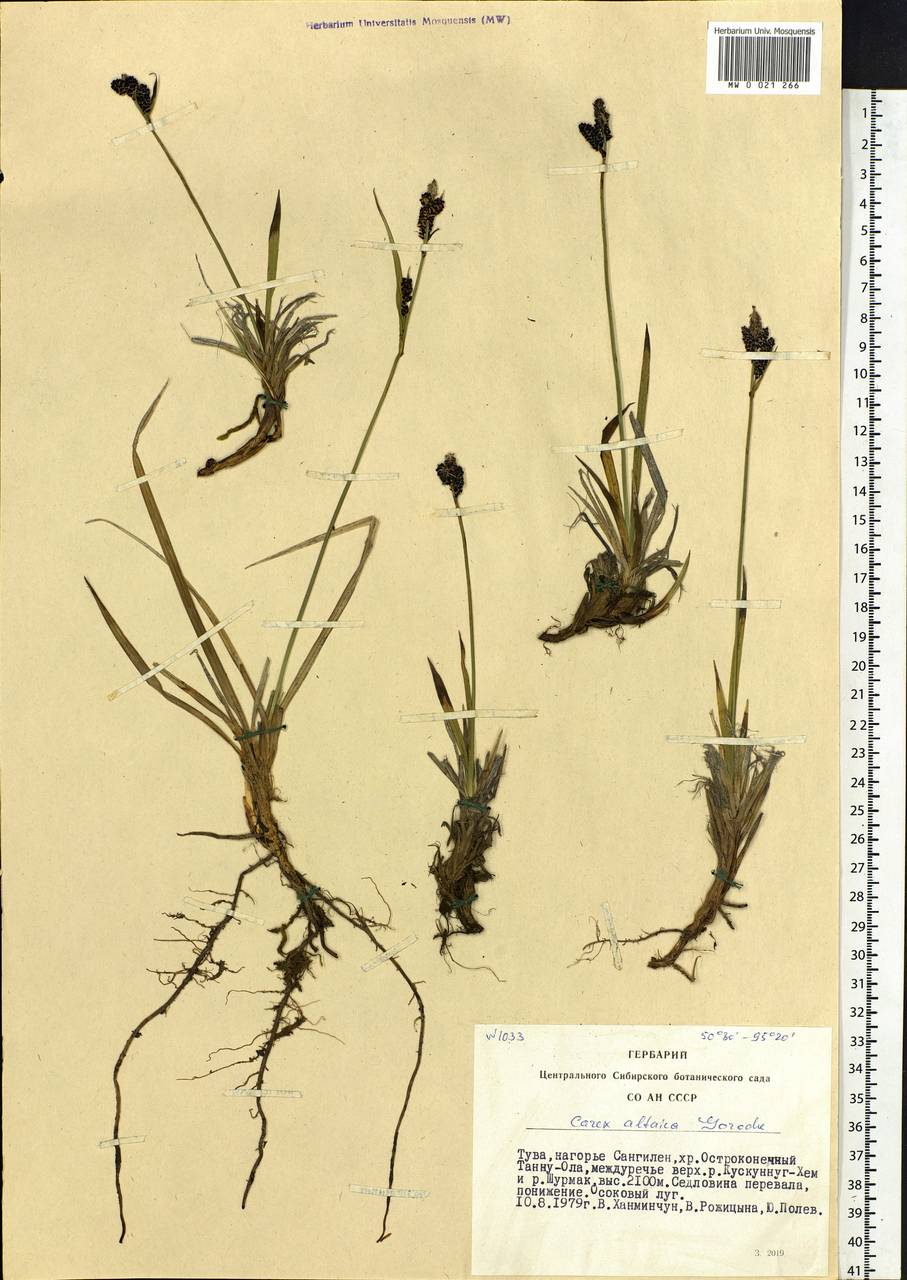 Carex altaica (Gorodkov) V.I.Krecz., Siberia, Altai & Sayany Mountains (S2) (Russia)