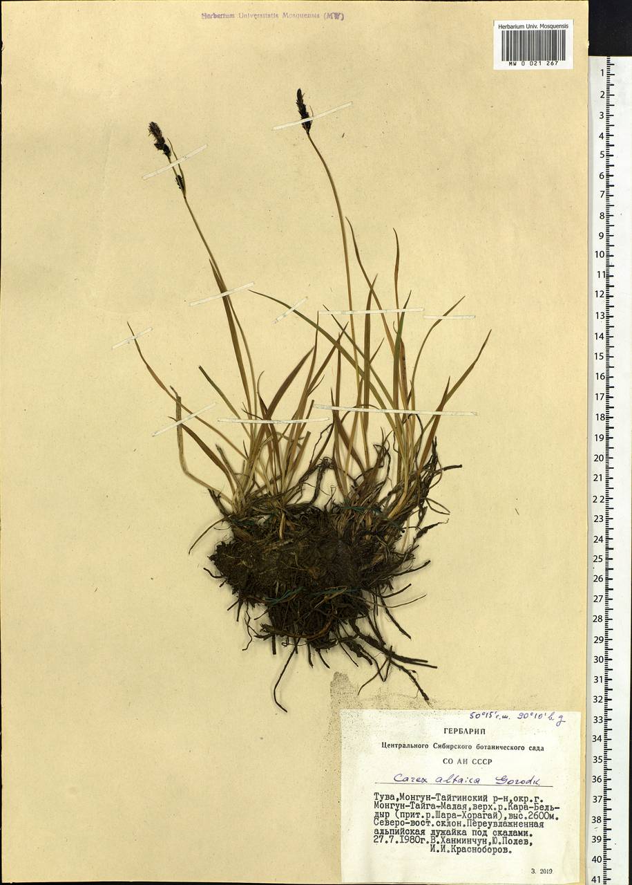 Carex altaica (Gorodkov) V.I.Krecz., Siberia, Altai & Sayany Mountains (S2) (Russia)