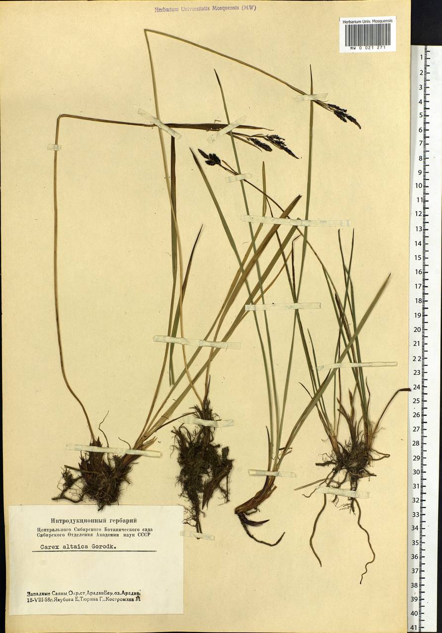 Carex altaica (Gorodkov) V.I.Krecz., Siberia, Altai & Sayany Mountains (S2) (Russia)