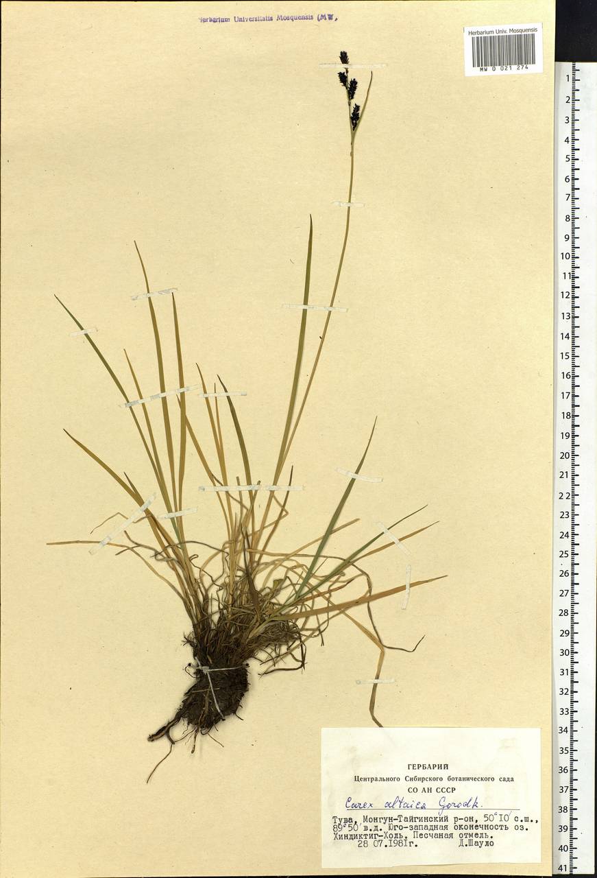 Carex altaica (Gorodkov) V.I.Krecz., Siberia, Altai & Sayany Mountains (S2) (Russia)
