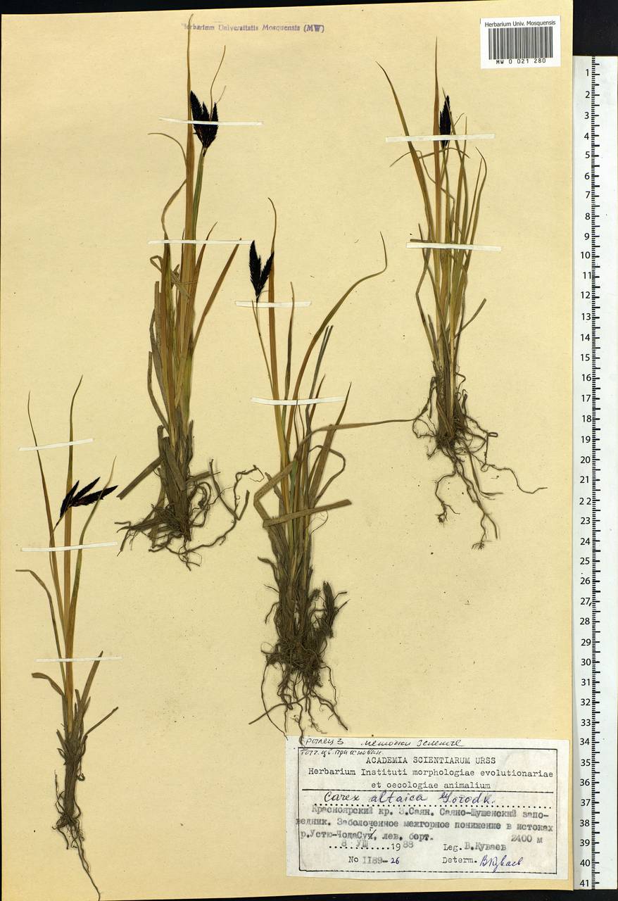 Carex altaica (Gorodkov) V.I.Krecz., Siberia, Altai & Sayany Mountains (S2) (Russia)