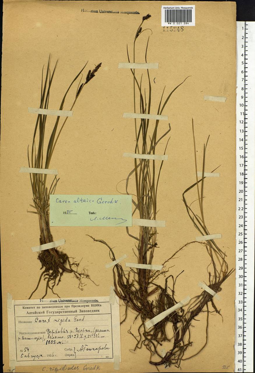 Carex altaica (Gorodkov) V.I.Krecz., Siberia, Altai & Sayany Mountains (S2) (Russia)