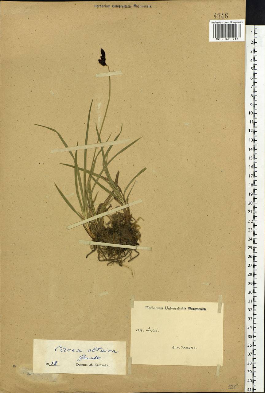 Carex altaica (Gorodkov) V.I.Krecz., Siberia, Altai & Sayany Mountains (S2) (Russia)
