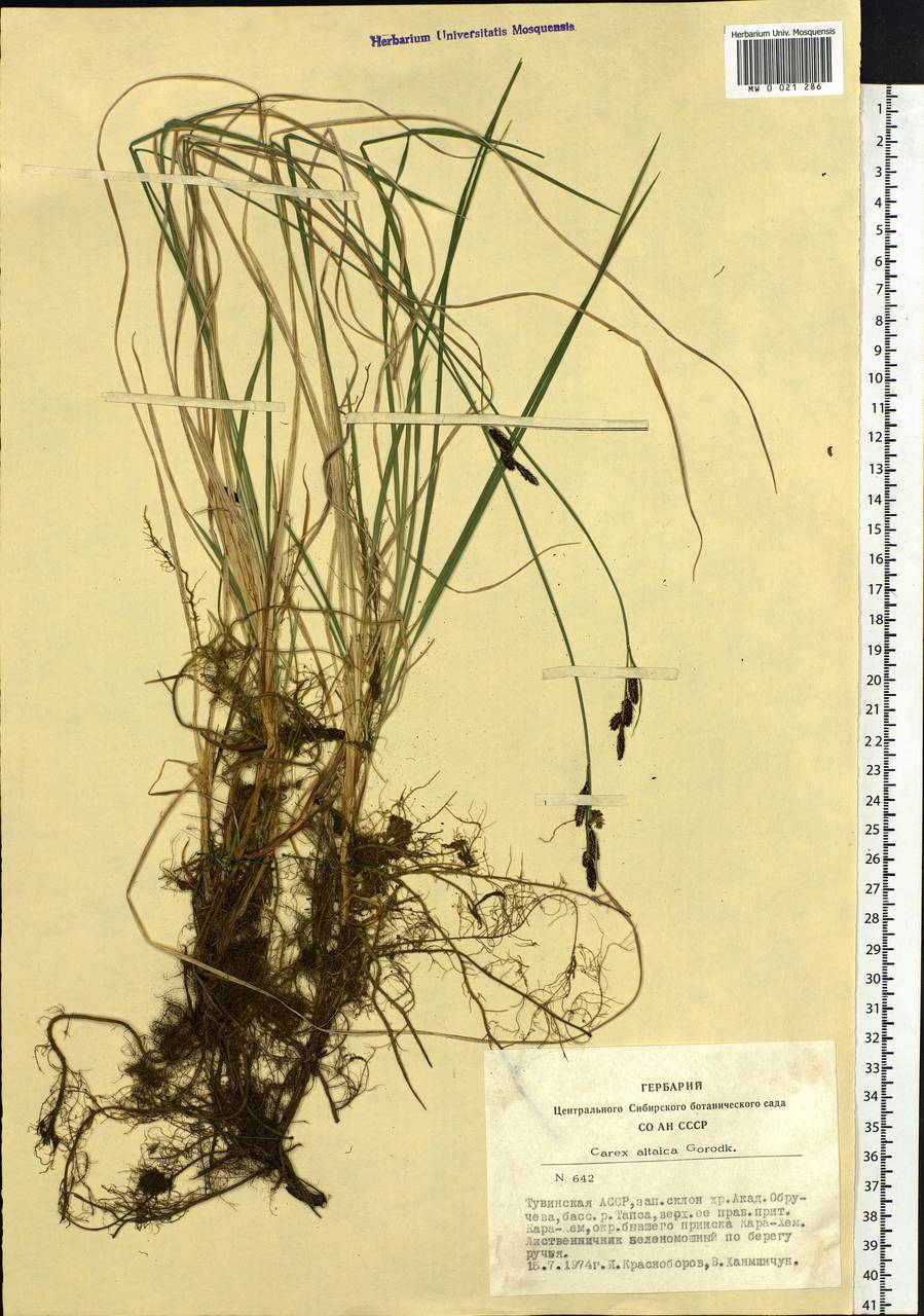 Carex altaica (Gorodkov) V.I.Krecz., Siberia, Altai & Sayany Mountains (S2) (Russia)