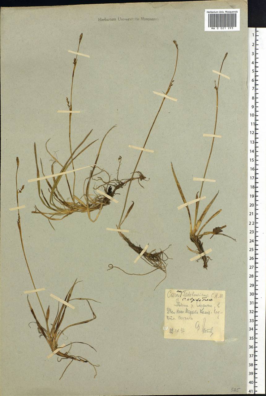 Carex algida Turcz. ex V.I.Krecz., Siberia, Chukotka & Kamchatka (S7) (Russia)