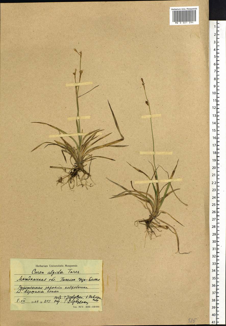 Carex algida Turcz. ex V.I.Krecz., Siberia, Chukotka & Kamchatka (S7) (Russia)