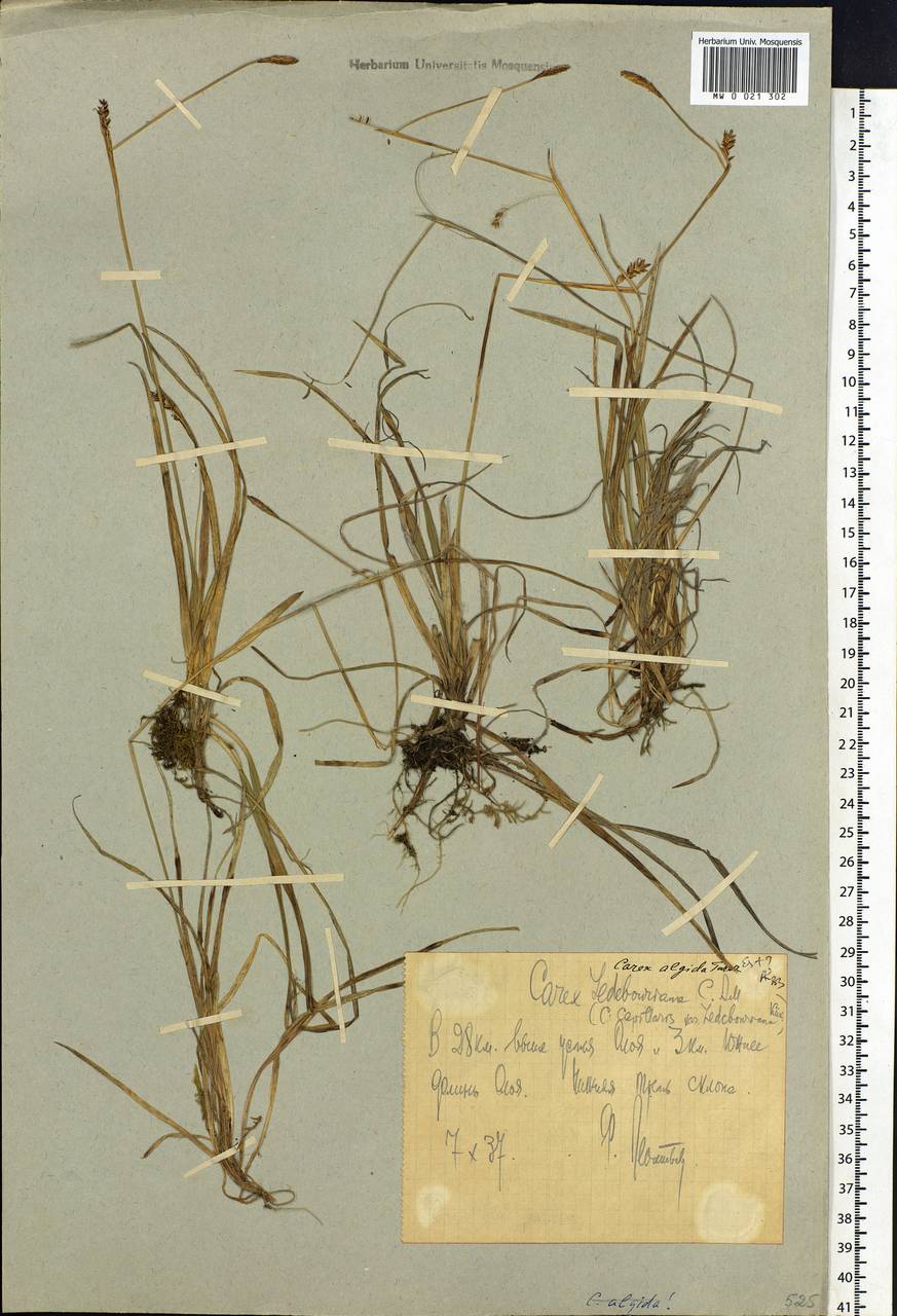 Carex algida Turcz. ex V.I.Krecz., Siberia, Chukotka & Kamchatka (S7) (Russia)