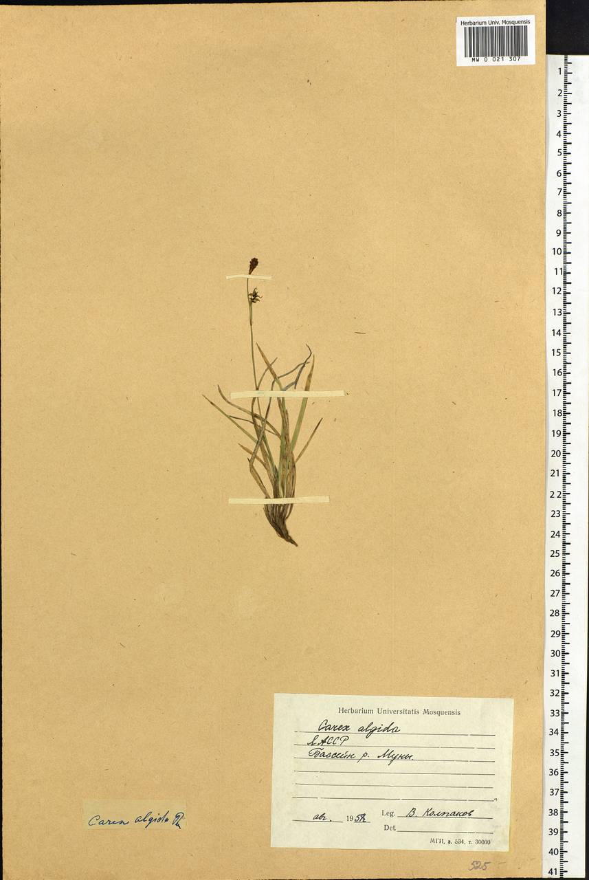 Carex algida Turcz. ex V.I.Krecz., Siberia, Yakutia (S5) (Russia)