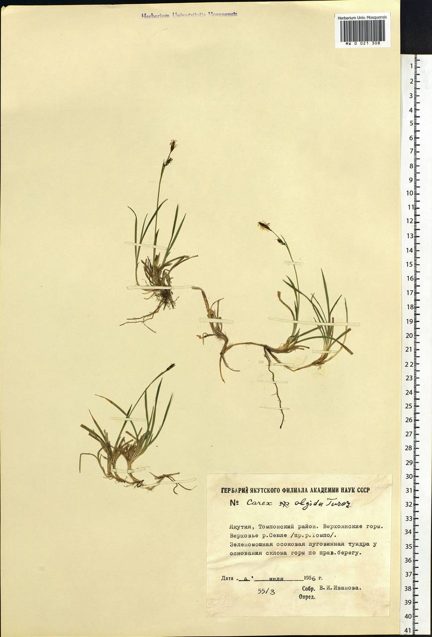 Carex algida Turcz. ex V.I.Krecz., Siberia, Yakutia (S5) (Russia)