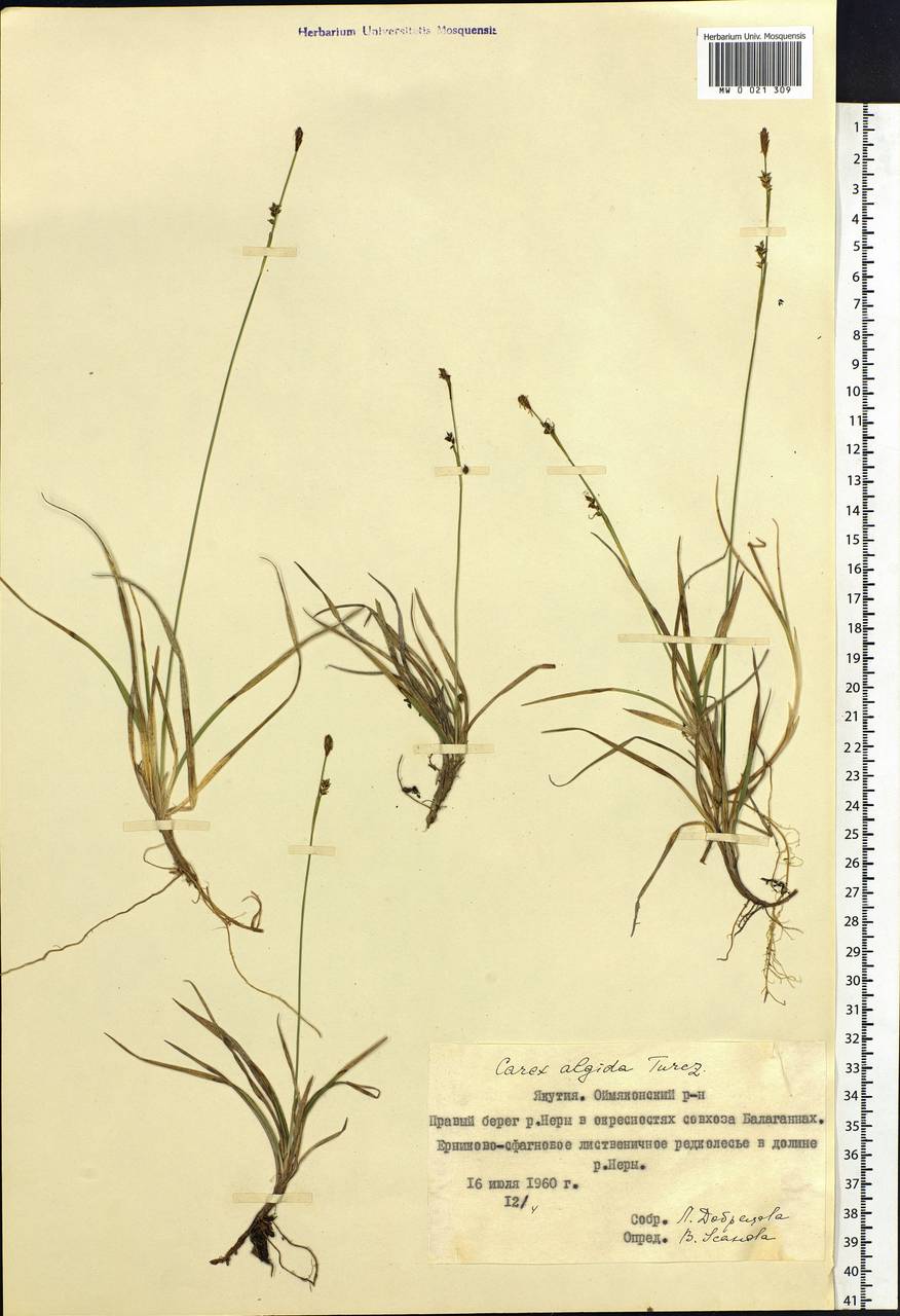 Carex algida Turcz. ex V.I.Krecz., Siberia, Yakutia (S5) (Russia)