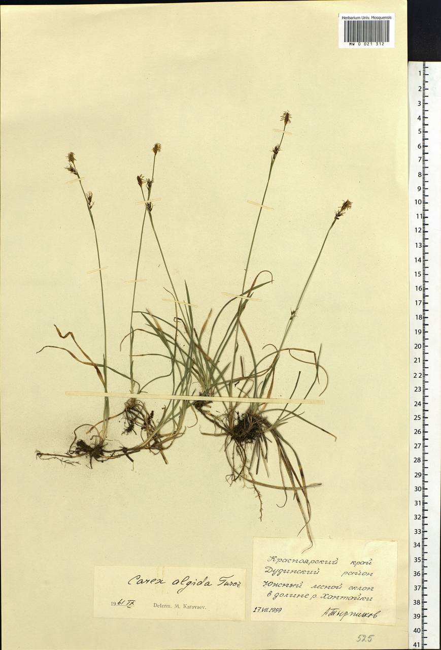 Carex algida Turcz. ex V.I.Krecz., Siberia, Central Siberia (S3) (Russia)