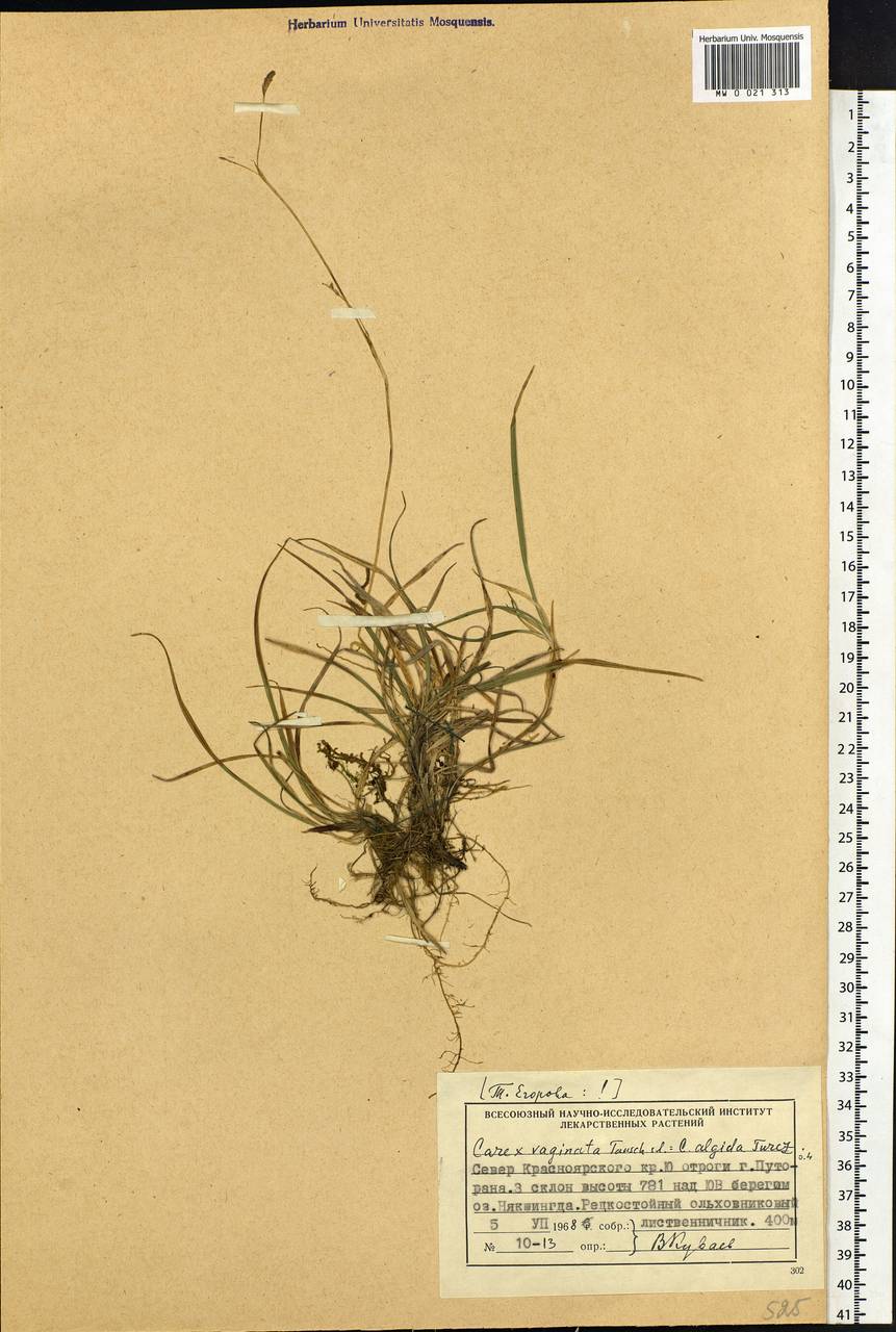 Carex algida Turcz. ex V.I.Krecz., Siberia, Central Siberia (S3) (Russia)