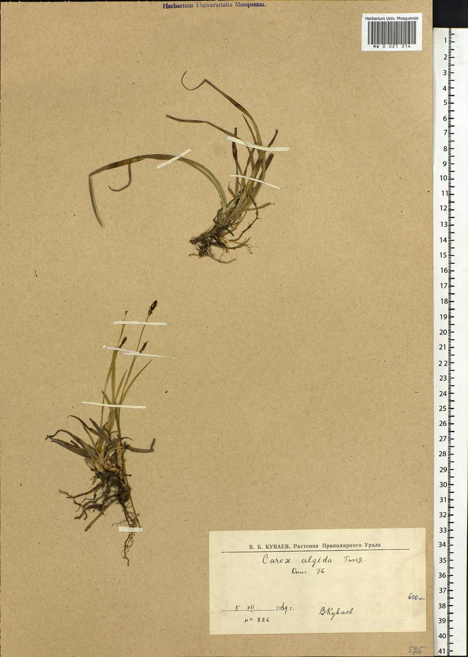Carex algida Turcz. ex V.I.Krecz., Siberia, Western Siberia (S1) (Russia)