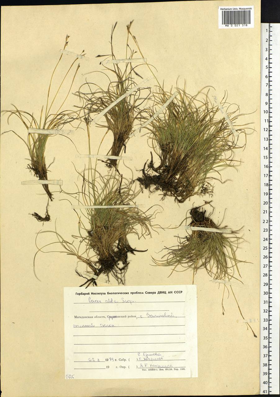 Carex alba Scop., Siberia, Chukotka & Kamchatka (S7) (Russia)