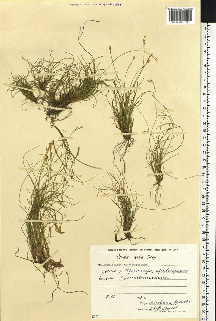 Carex alba Scop., Siberia, Chukotka & Kamchatka (S7) (Russia)