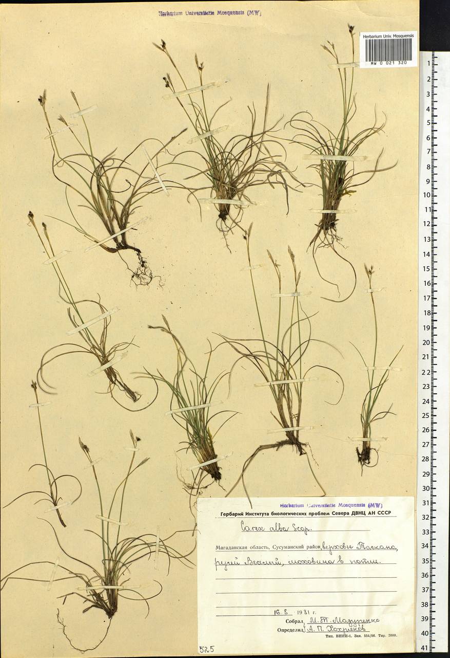 Carex alba Scop., Siberia, Chukotka & Kamchatka (S7) (Russia)