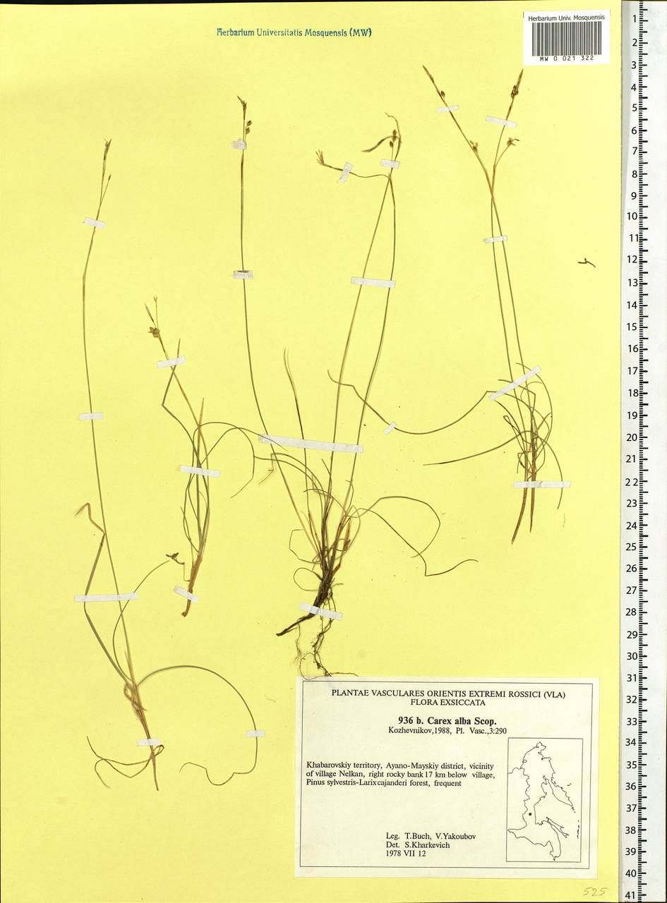 Carex alba Scop., Siberia, Russian Far East (S6) (Russia)