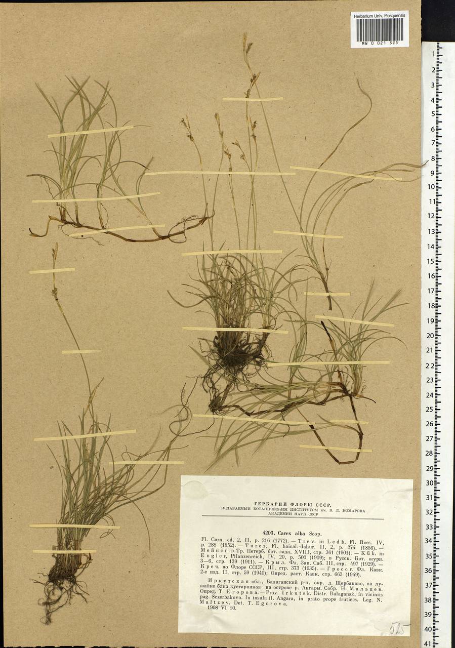 Carex alba Scop., Siberia, Baikal & Transbaikal region (S4) (Russia)