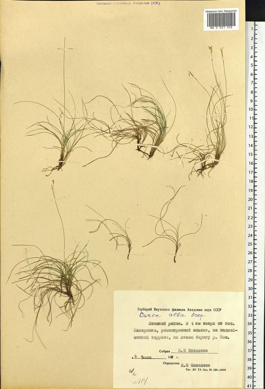 Carex alba Scop., Siberia, Yakutia (S5) (Russia)