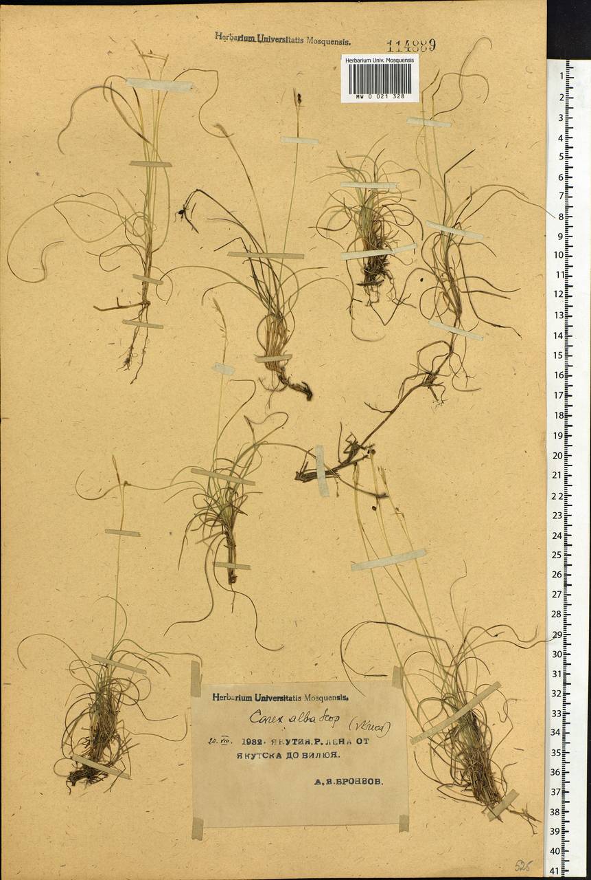 Carex alba Scop., Siberia, Yakutia (S5) (Russia)