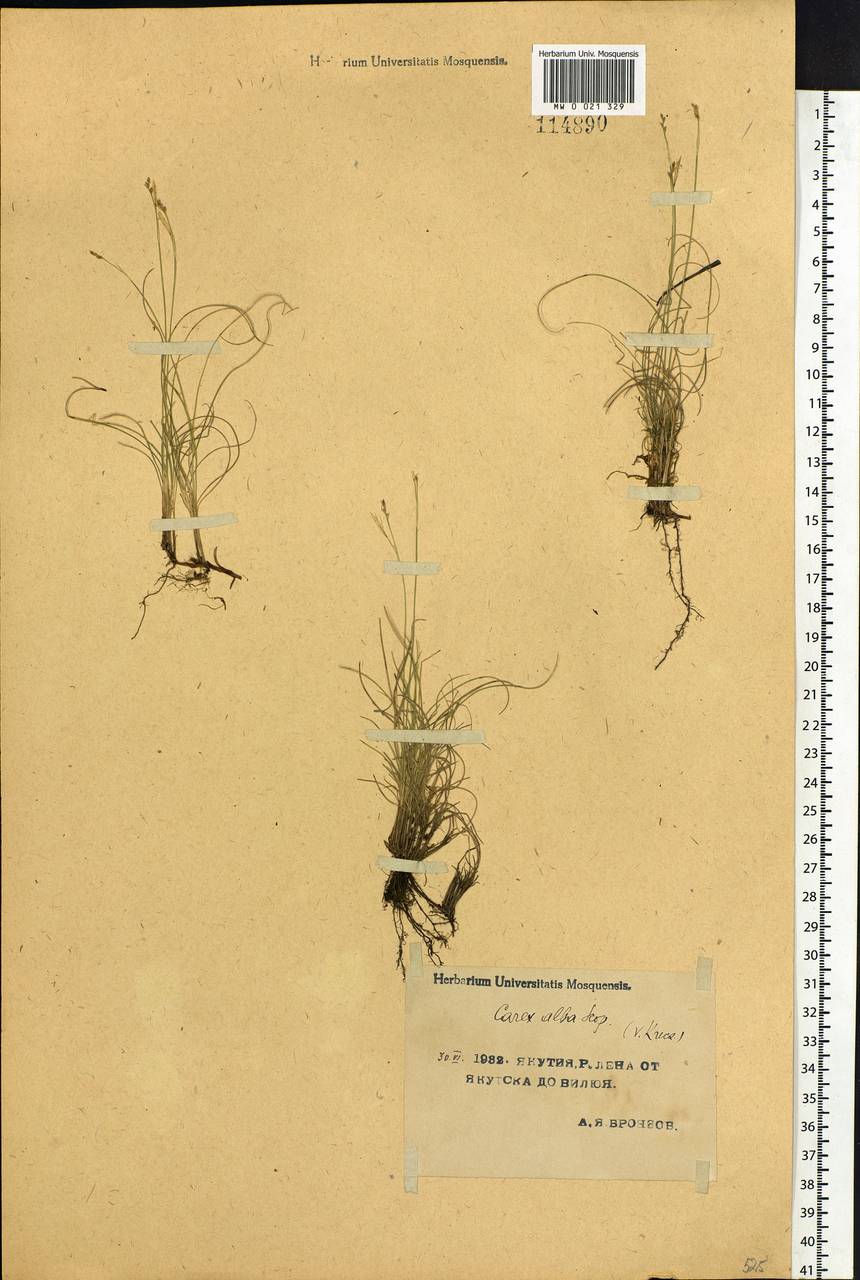 Carex alba Scop., Siberia, Yakutia (S5) (Russia)