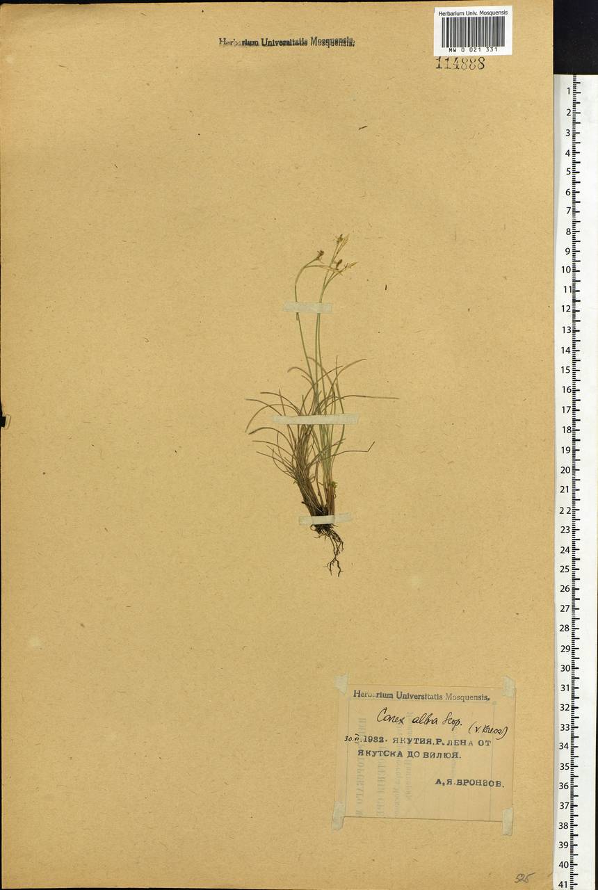 Carex alba Scop., Siberia, Yakutia (S5) (Russia)