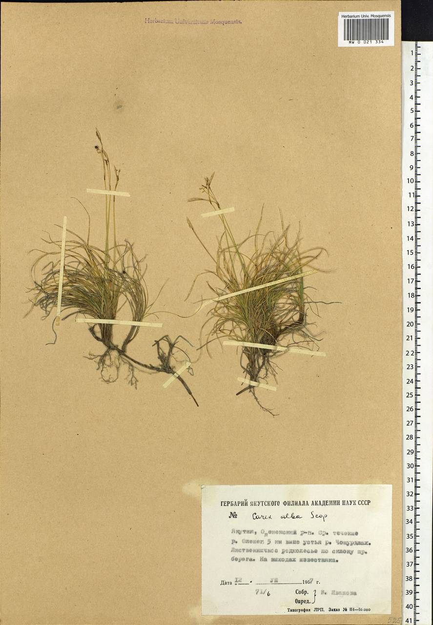 Carex alba Scop., Siberia, Yakutia (S5) (Russia)