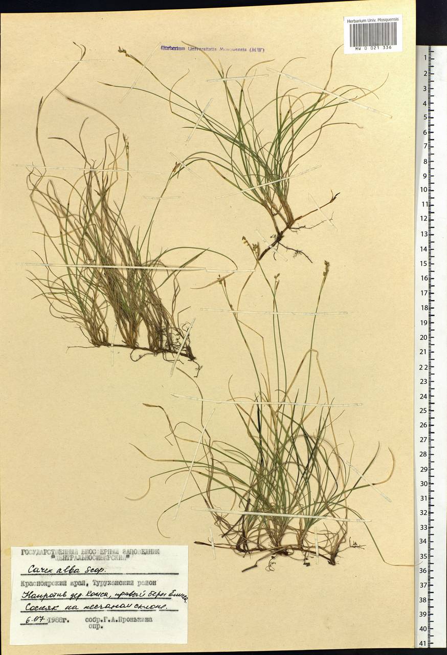 Carex alba Scop., Siberia, Central Siberia (S3) (Russia)