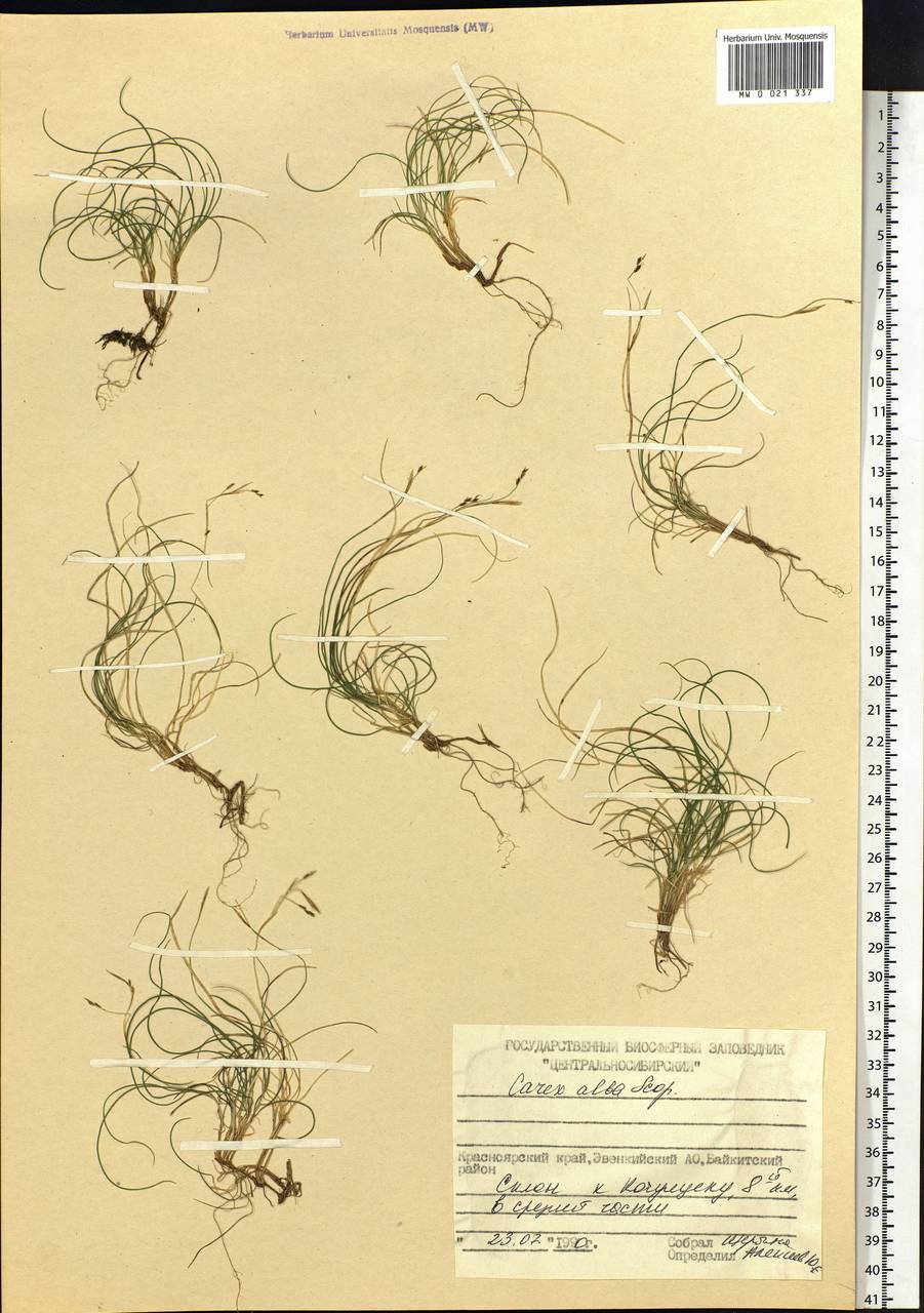 Carex alba Scop., Siberia, Central Siberia (S3) (Russia)