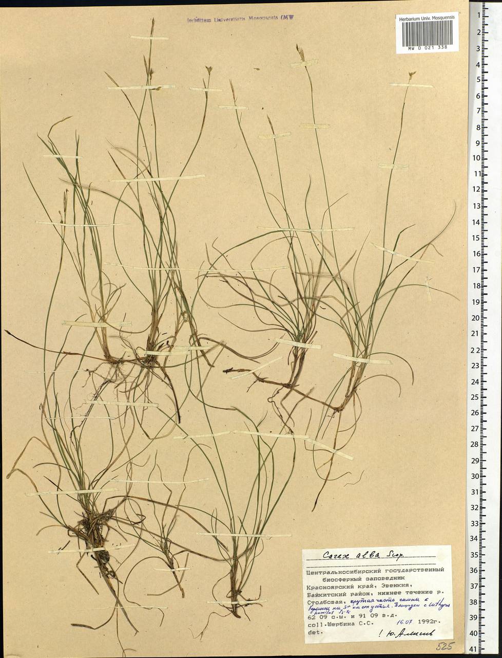 Carex alba Scop., Siberia, Central Siberia (S3) (Russia)