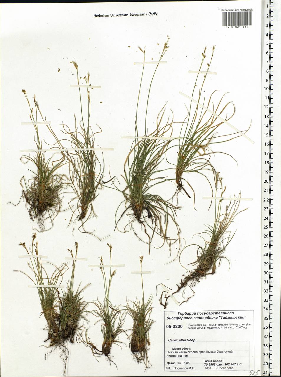 Carex alba Scop., Siberia, Central Siberia (S3) (Russia)