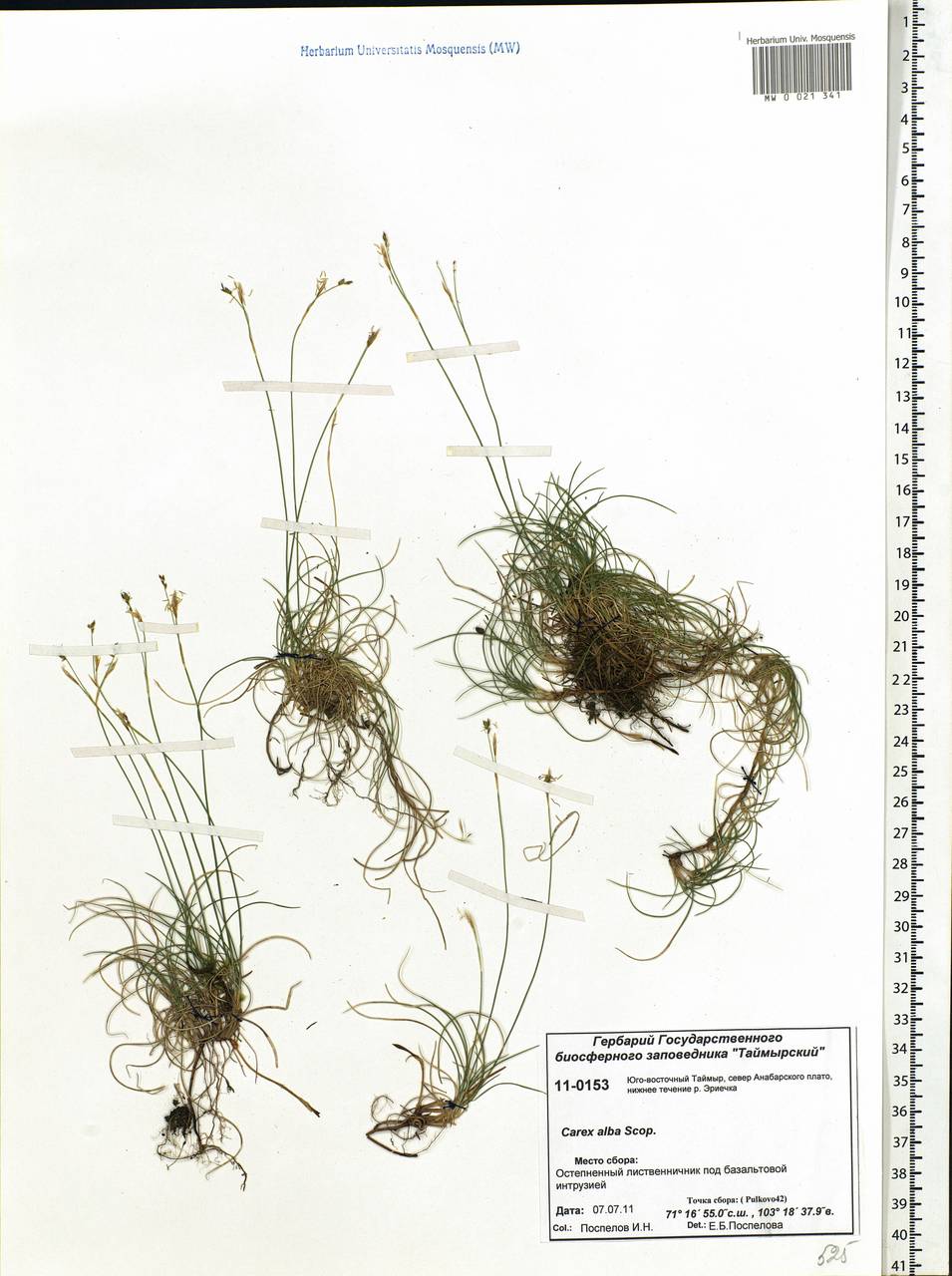 Carex alba Scop., Siberia, Central Siberia (S3) (Russia)